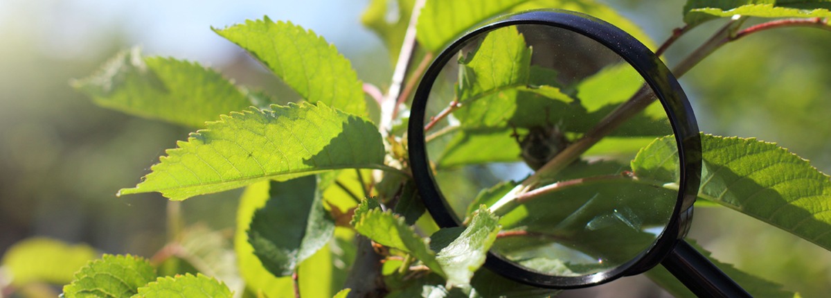 Searching for pests on plant with magnifying glass as part of IPM approach to pest management