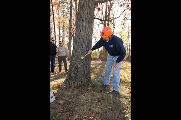 Steve Chisholm demonstrates sounding a tree to identify problematic hollow areas