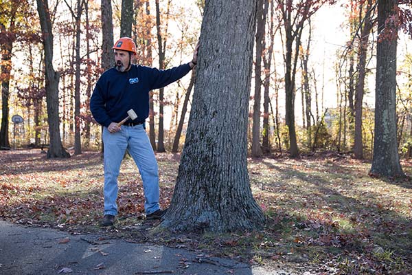 Hazardous Tree ID instructor Steve Chisholm demonstrates how to sound a tree
