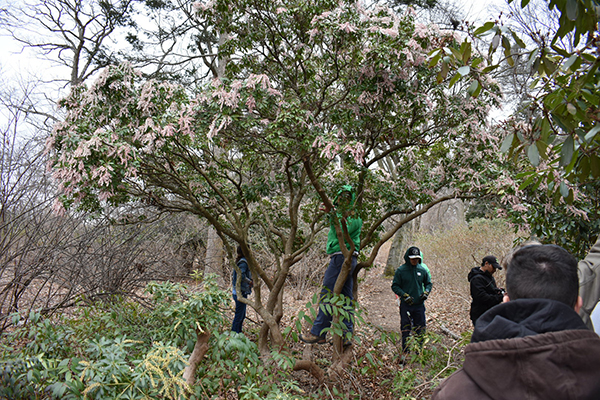 Students in the Advanced Pruning class get hands-on practice in Rutgers Gardens