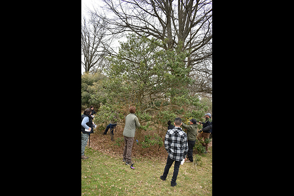 Students in the Advanced Pruning class get hands-on practice in Rutgers Gardens