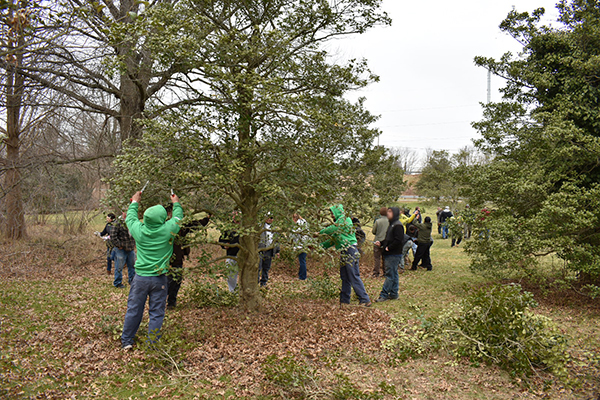 Students in the Advanced Pruning class work on pruning a small tree in Rutgers Gardens
