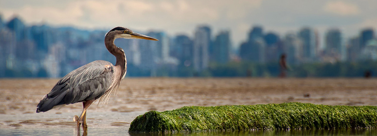 Great Blue Heron standing in water with city skyline in the background