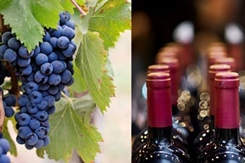 Collage of two photos: grapes and wine bottles