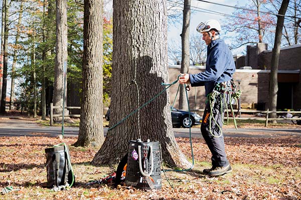 Instructor Mark Chisholm ties ropes in preparation for a tree climbing demonstration