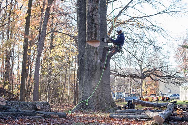 Mark Chisholm provides a large tree climbing and rigging demonstration
