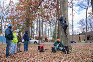 Students watch Mark and Steve Chisholm demonstrate tree climbing techniques during the Large Tree Climbing and Rigging class