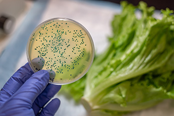 E coli bacterial culture plate with romaine lettuce at the background