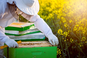 beekeeper checking hives with yellow flowers in the background