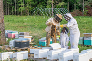 Two adult beekeepers examine wooden fram with honeycomb while child looks on