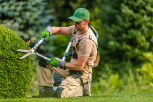 Landscaper pruning a bush with pruning shears