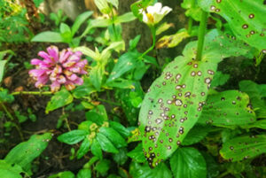 Zinnia plant with disease