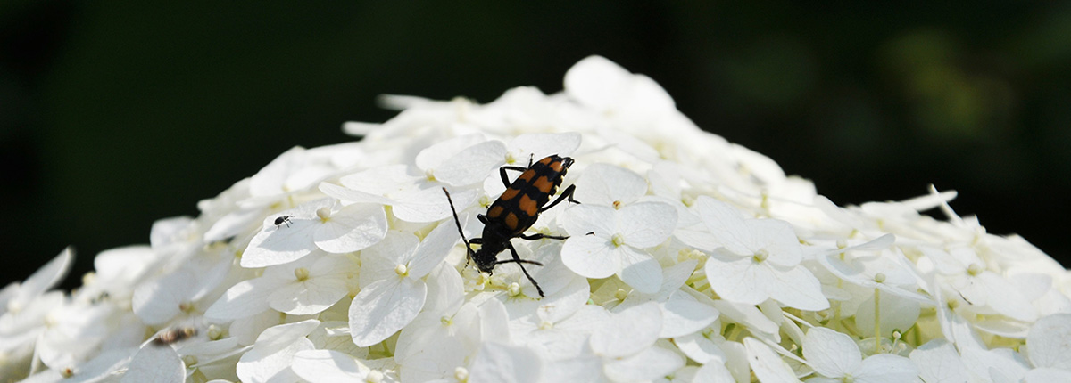 Insect crawling on white flowered plant