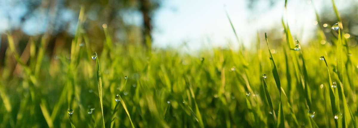 Close up of water droplets on blades of green grass