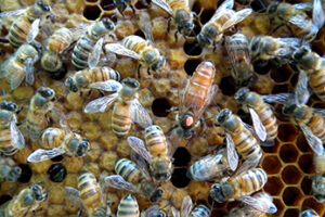 queen bee surrounded by other bees on a honeycomb