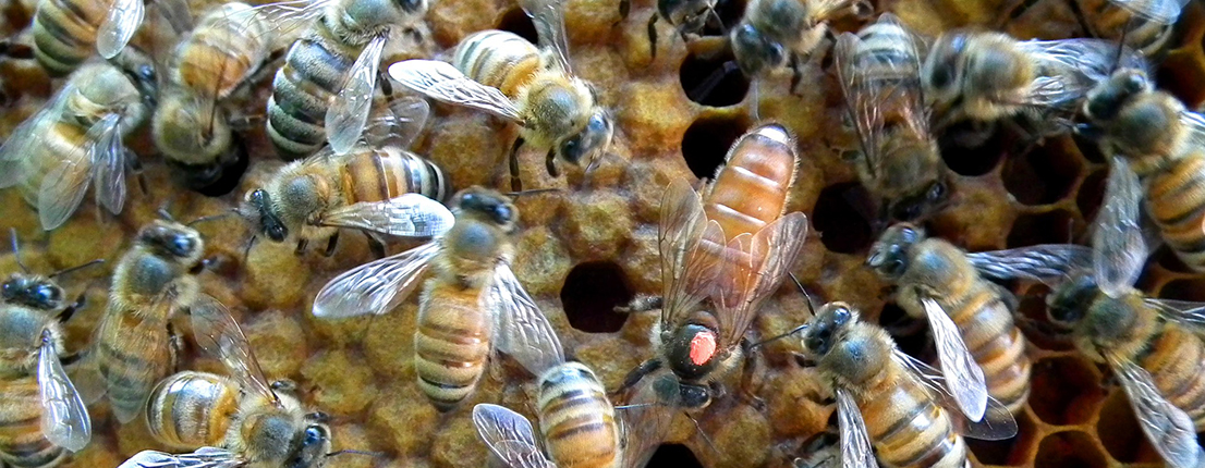 queen bee surrounded by other bees on a honeycomb