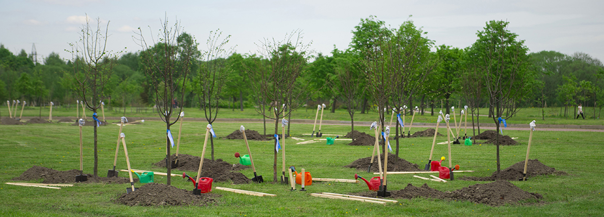 Group of recently planted trees in a grassy field surrounded by stakes and watering cans