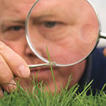 Dr. William Meyer examining blade of grass through magnifying glass