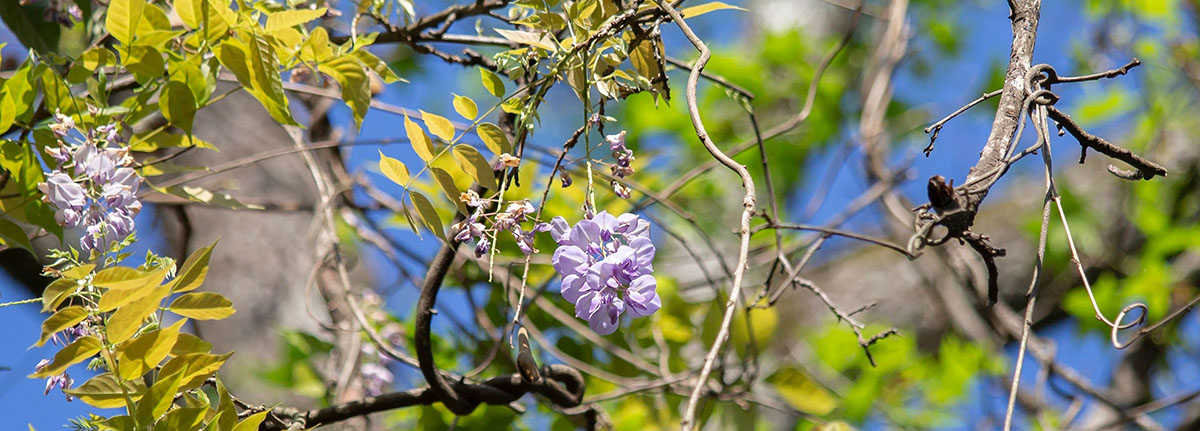 American Wisteria - example of a woody native plant