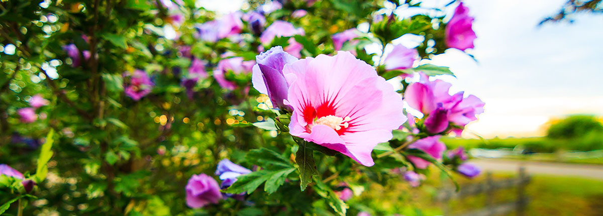 Rose of Sharon - example of a woody plant from abroad